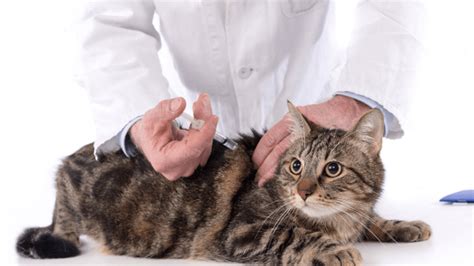 kuduz aşısı kedilere ne zaman yapılır